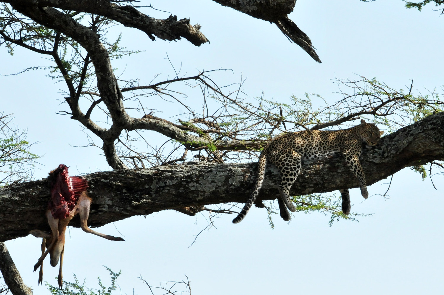 Speisekammer auf dem Baum