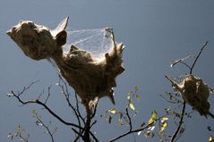 Speisekammer ('spider-camer')