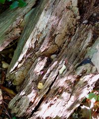 speisekammern  für vögel und insekten