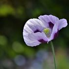 Speisemohn....er wird geerntet