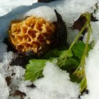 Speisemorchel im Schnee