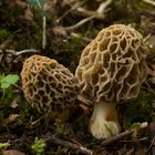 Speisemorchel (Morchella esculenta)