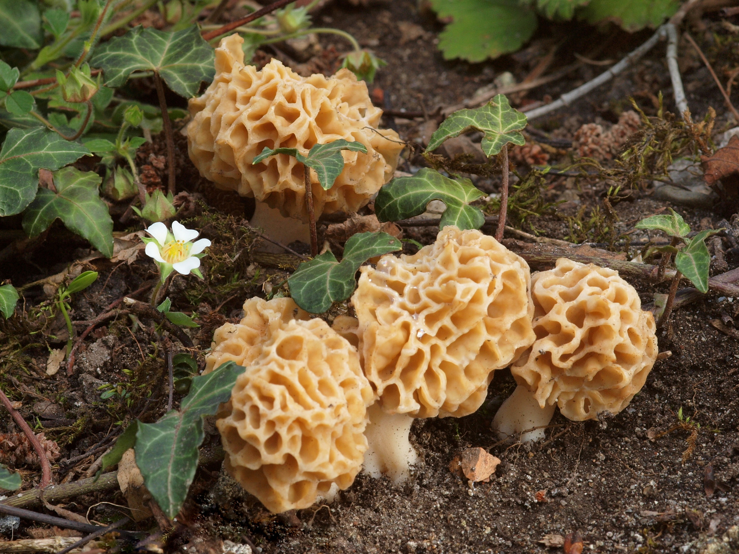 Speisemorchel (Morchella esculenta)