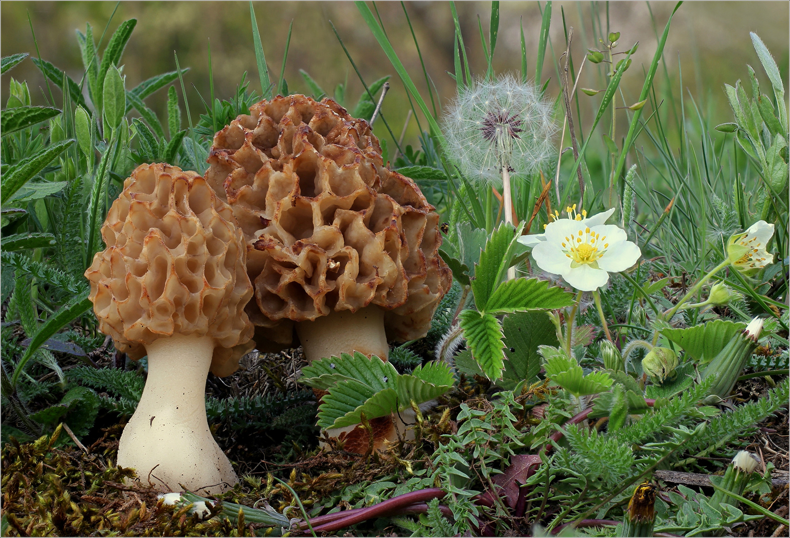 Speisemorchel (Morchella esculenta)