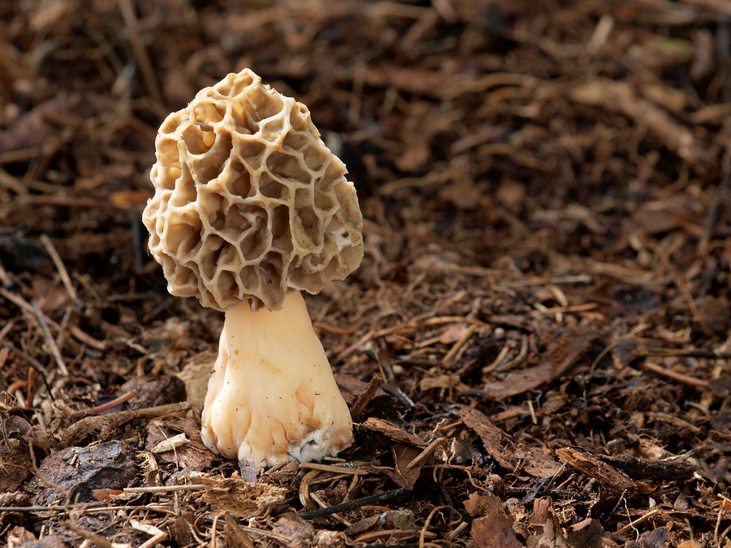 Speisemorchel  (Morchella esculenta)