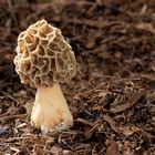 Speisemorchel  (Morchella esculenta)