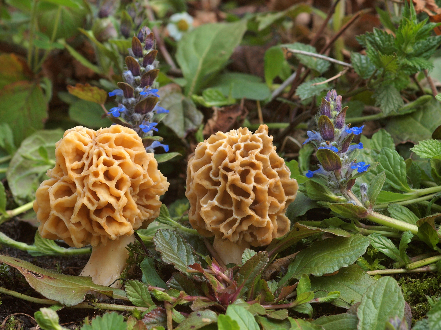 Speisemorchel oder Rundmorchel (Morchella esculenta)