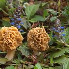 Speisemorchel oder Rundmorchel (Morchella esculenta)