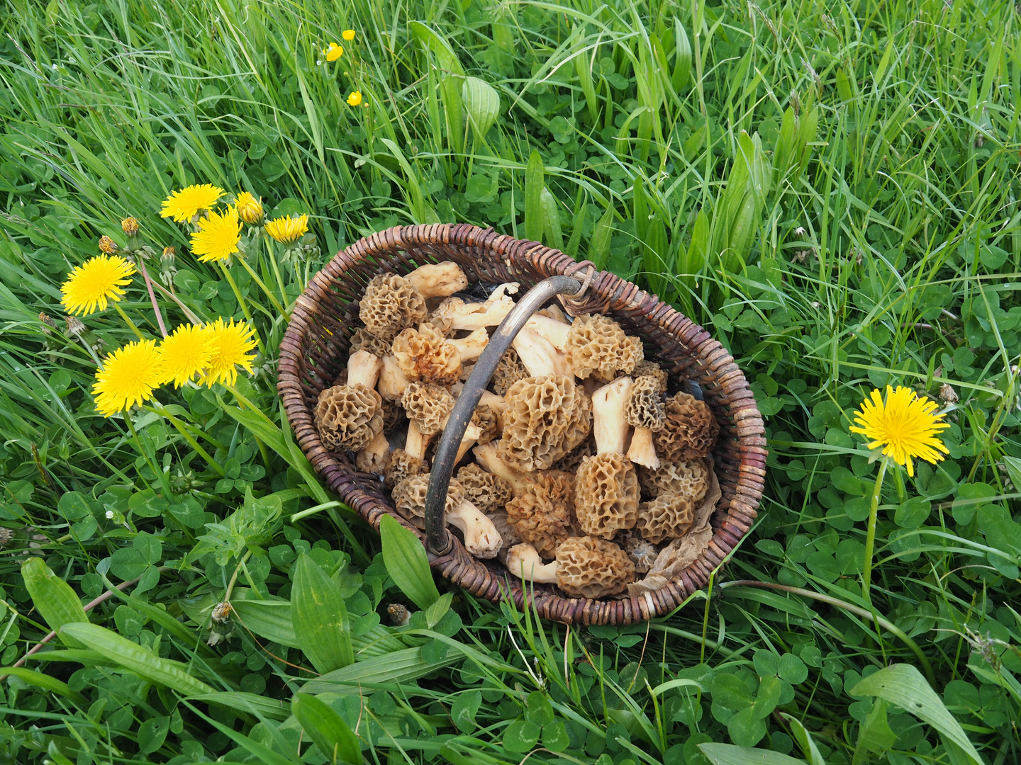 Speisemorcheln, Maimorcheln - Morchella esculenta