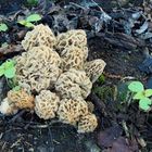 Speisemorcheln - Morchella esculenta