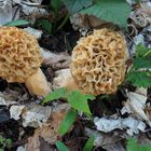 Speisemorcheln, Morchella esculenta