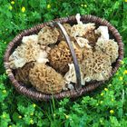 Speisemorcheln - Morchella esculenta