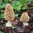 Speisemorcheln, Morchella esculenta