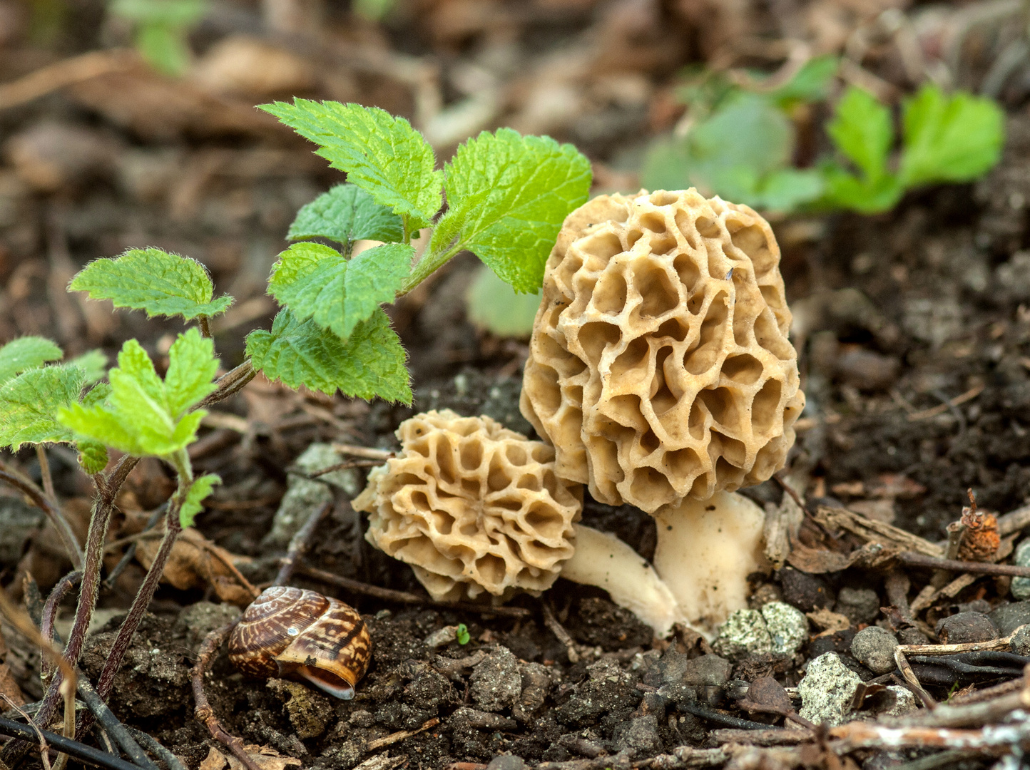 Speisemorcheln Morchella esculenta Foto & Bild natur, pilz, pilze