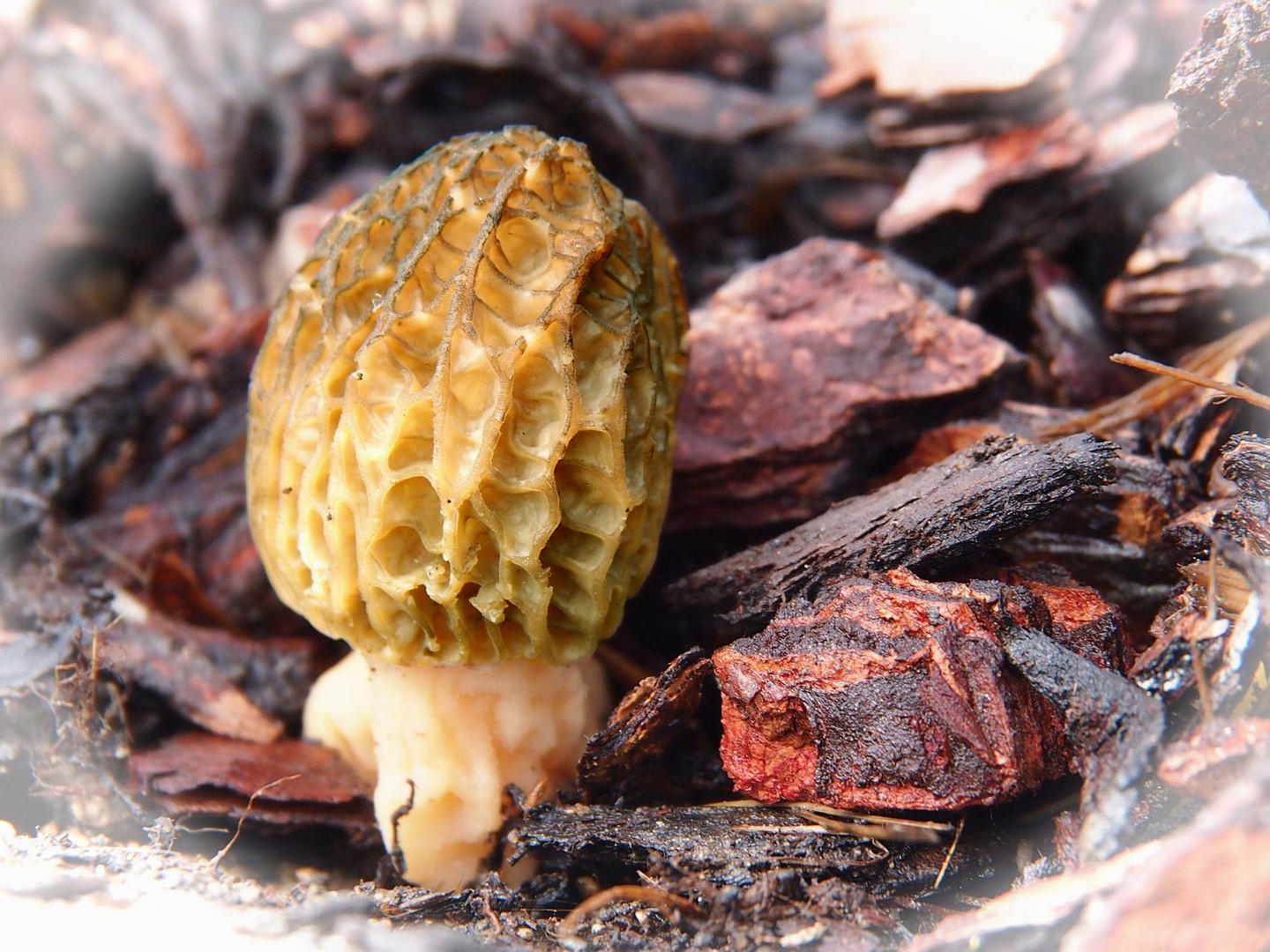 Speisepilz: Speisemorchel (Morchella esculenta)