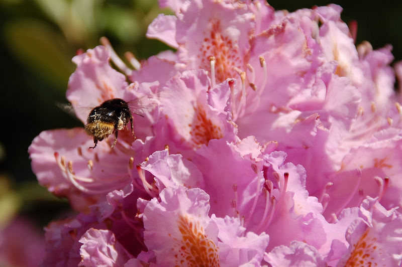 Speiseplan: heute Rhododendron