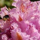 Speiseplan: heute Rhododendron