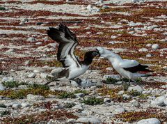 Speisung.                                         DSC_0270-2