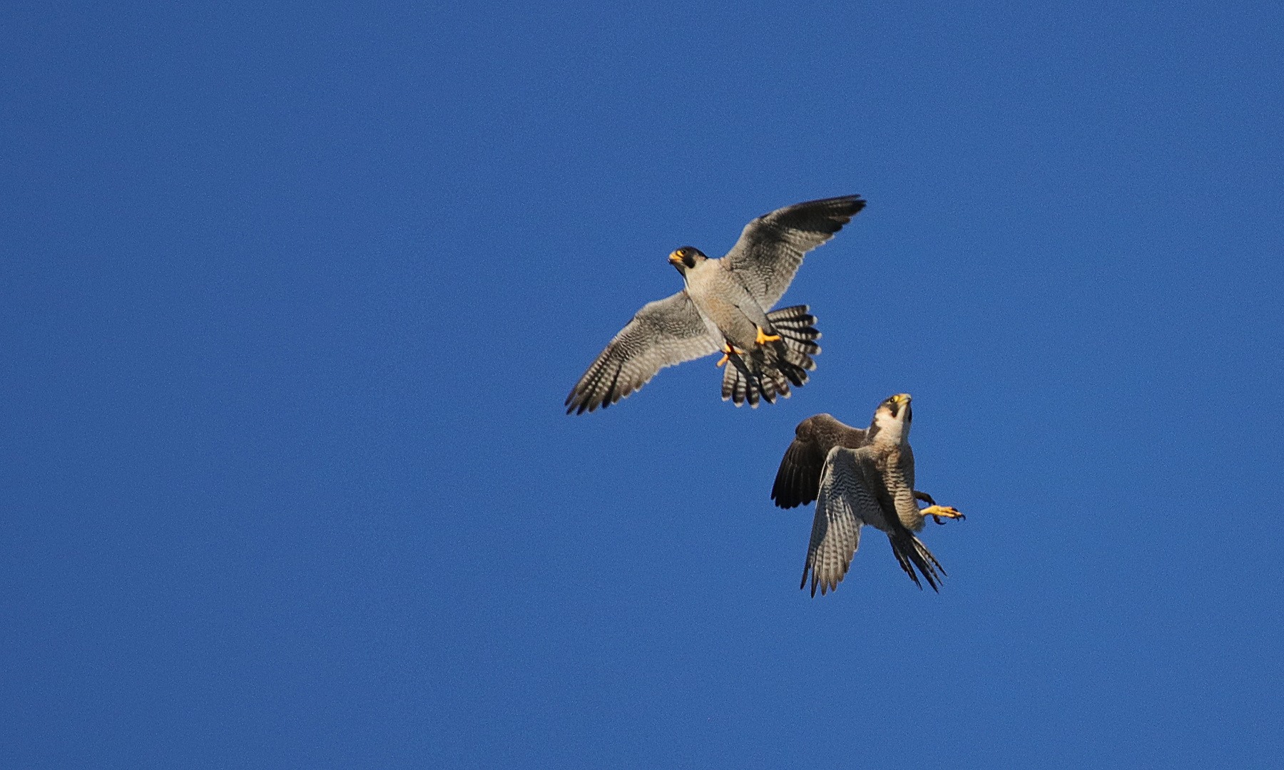 Spektakel am Himmel