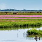 Spektakuläre Blütenteppiche an der Eider