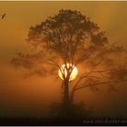 Spektakulärer Sonnenaufgang hinter Baum im Nebel im Meerbruch am Steinhuder Meer