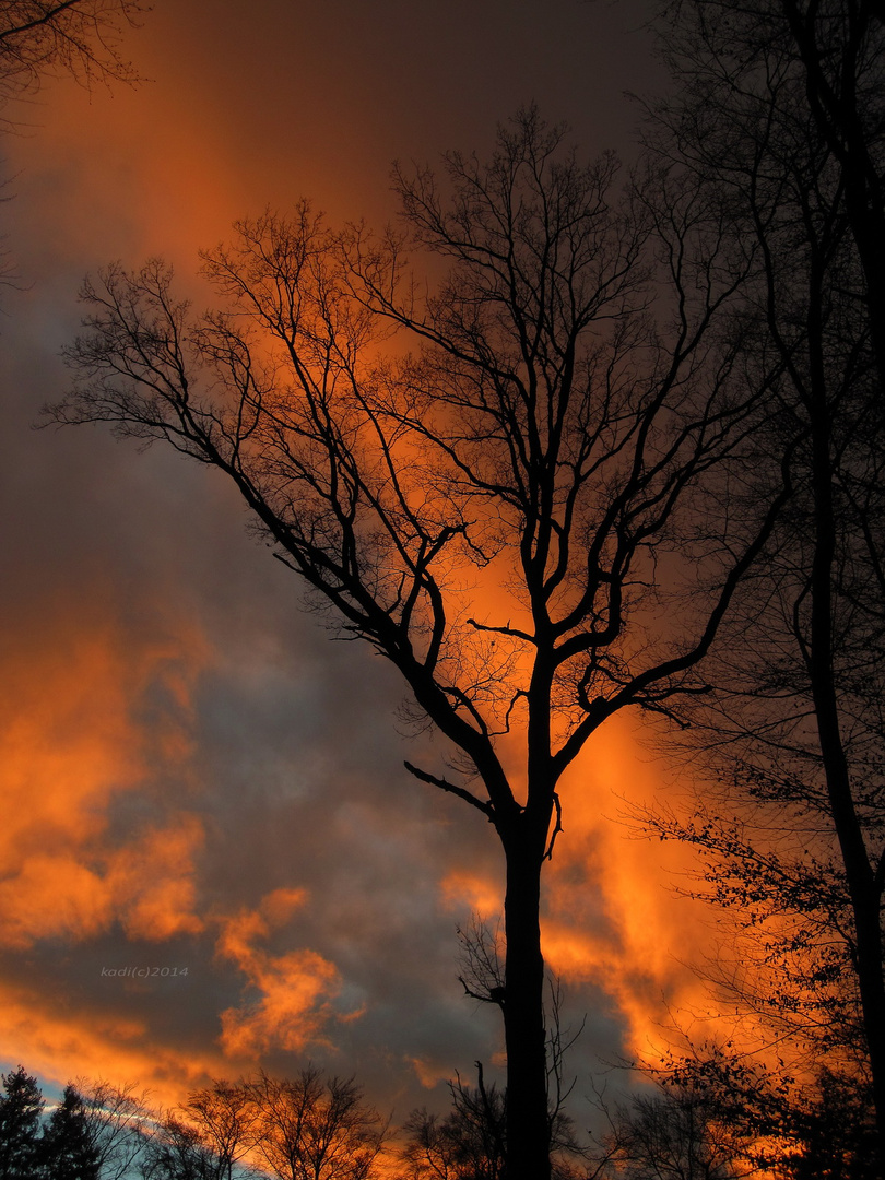 spektakulärer Sonnenuntergang im Wald