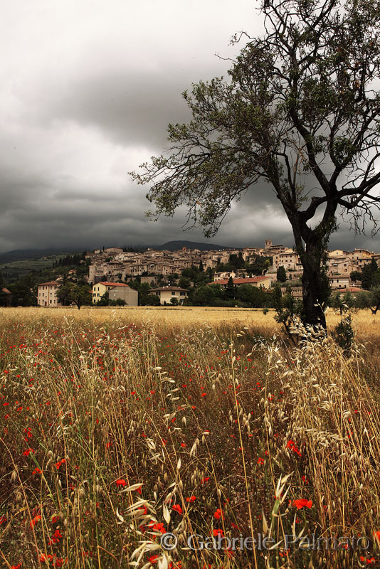 Spello