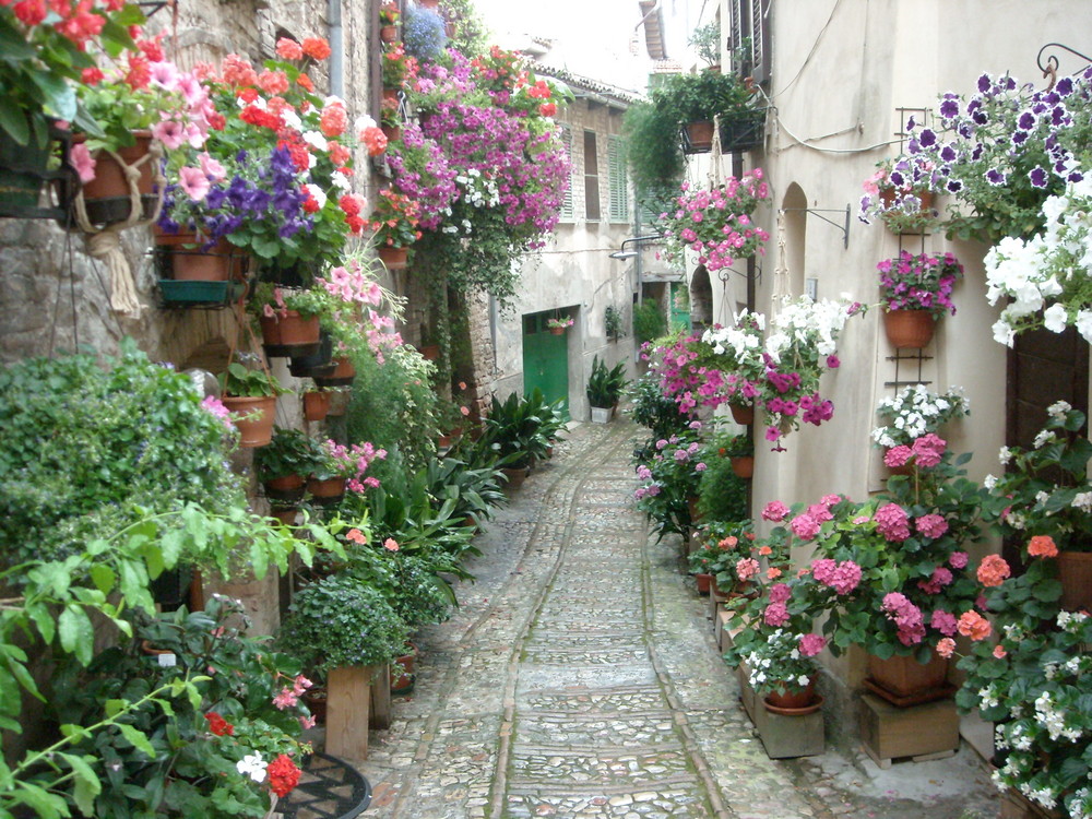 Spello in fiore