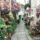 Spello in fiore