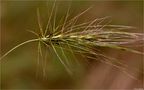 Spelz Dinkel (Triticum aestivum subsp. spelta) von Thomas Ripplinger 