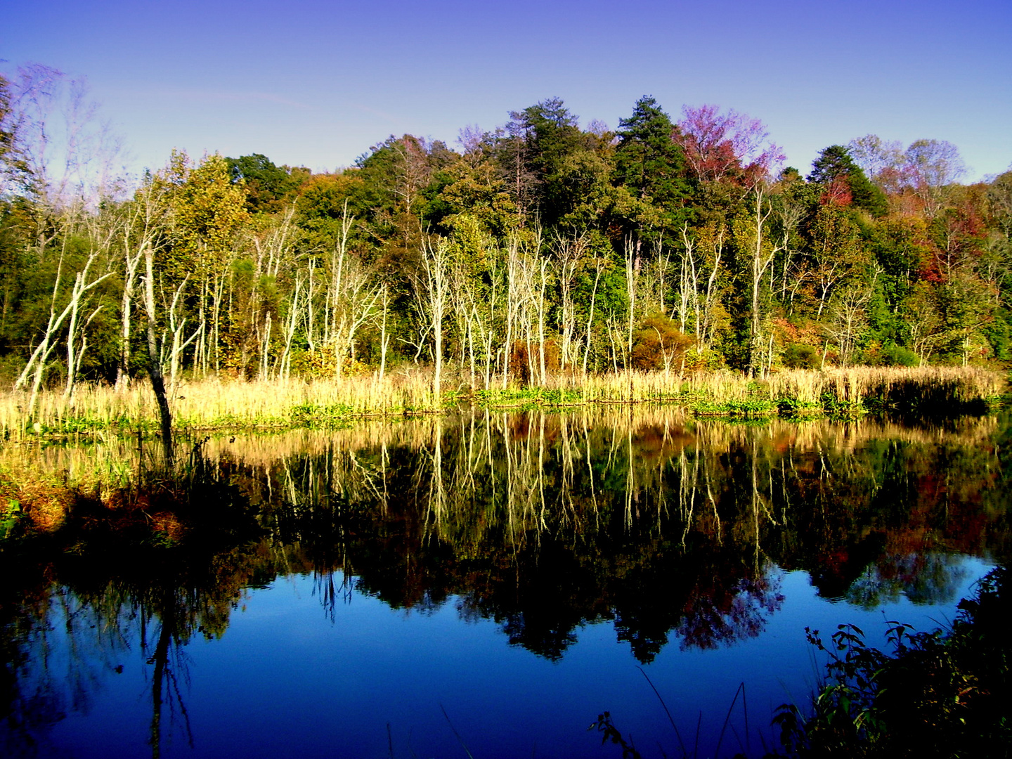 Spencer Mountain Dam Marsh