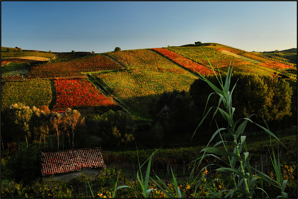 Sperando in un buon vino per l'estate