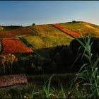 Sperando in un buon vino per l'estate