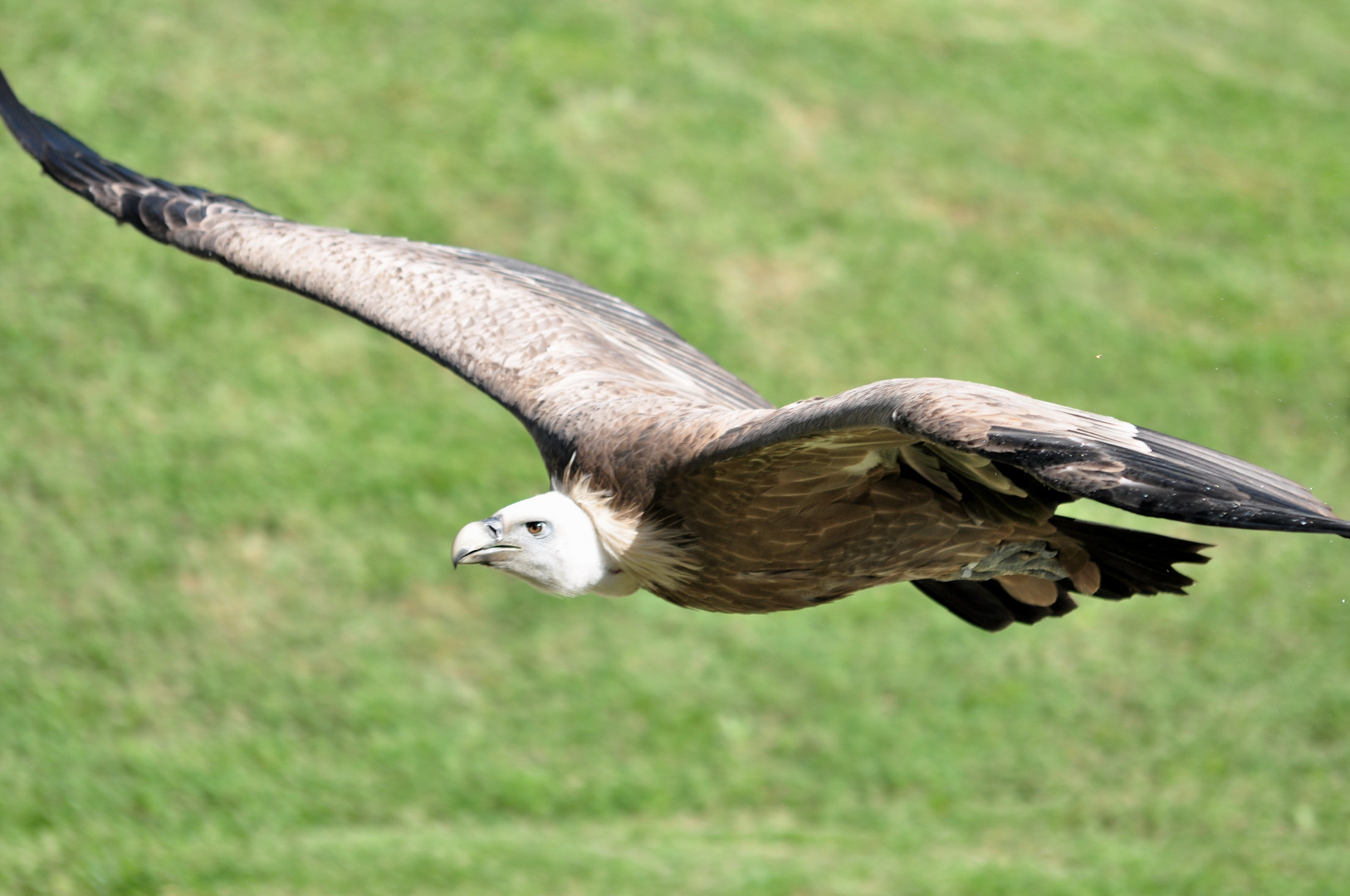 Sperbegeier Falconeria Locarno