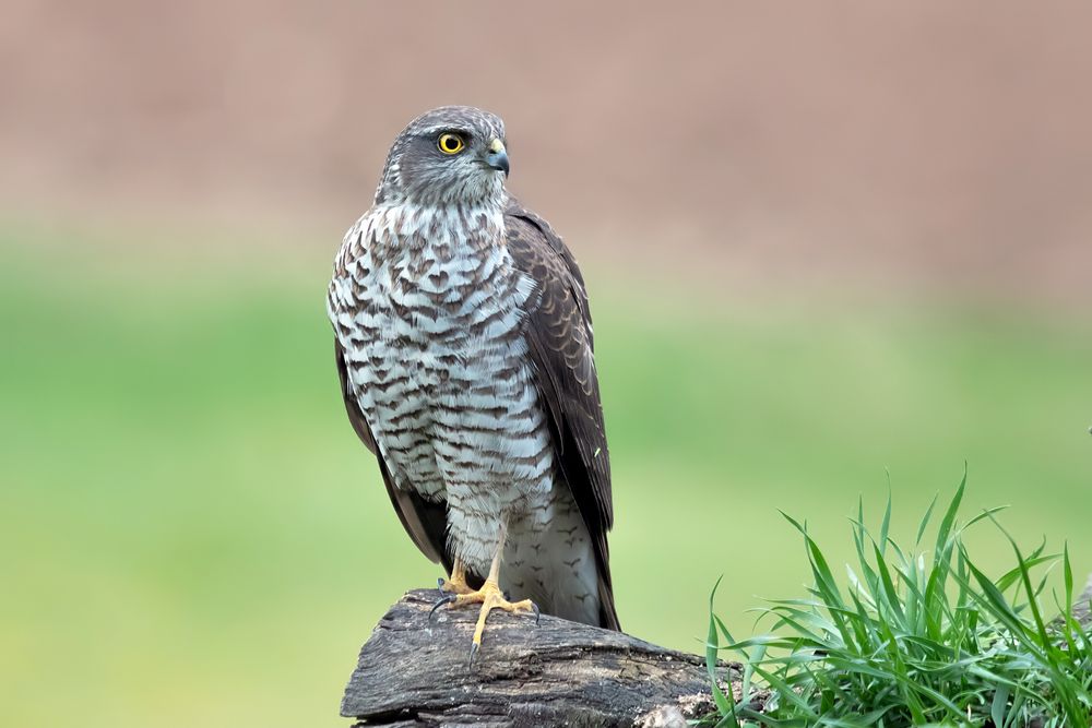 Sperber Foto & Bild tiere, wildlife, wild lebende vögel Bilder auf