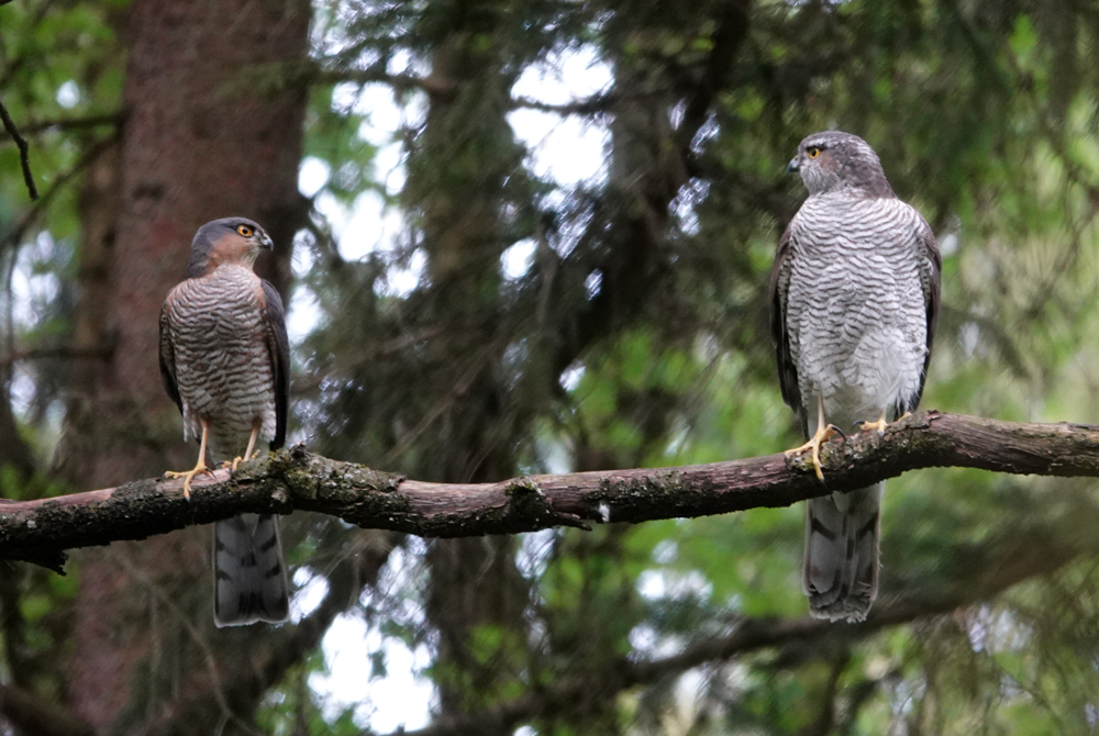 Sperber Foto & Bild nymphenburger park, wildgruber Bilder auf