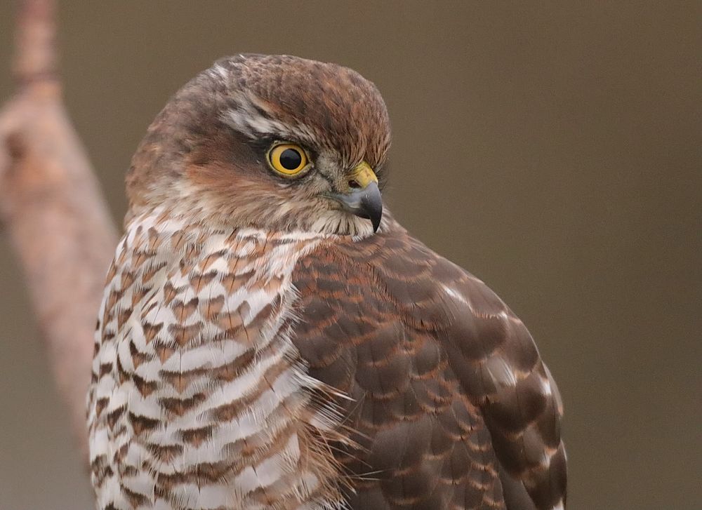 Sperber Foto & Bild tiere, wildlife, wild lebende vögel Bilder auf