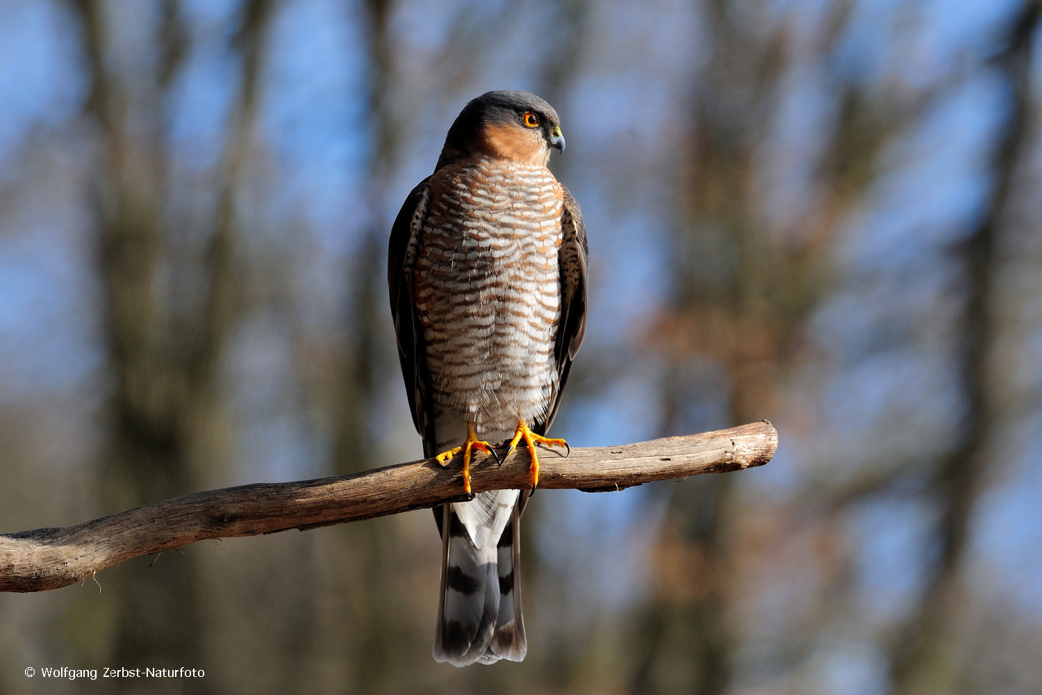 --- Sperber 3 männlich ---   ( Accipiter nidus )