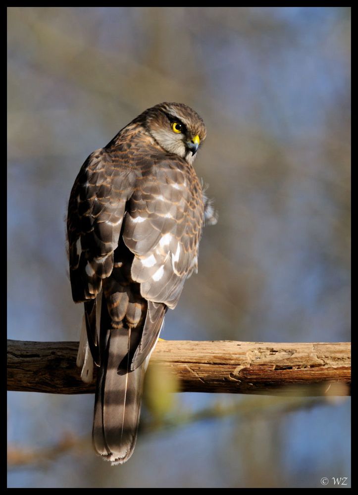 - Sperber 4 - ( Accipiter nisus )