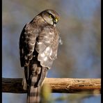 - Sperber 4 - ( Accipiter nisus )