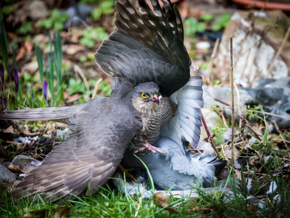 Sperber 6382 im eigenen Garten erlebt Foto & Bild greifvogel