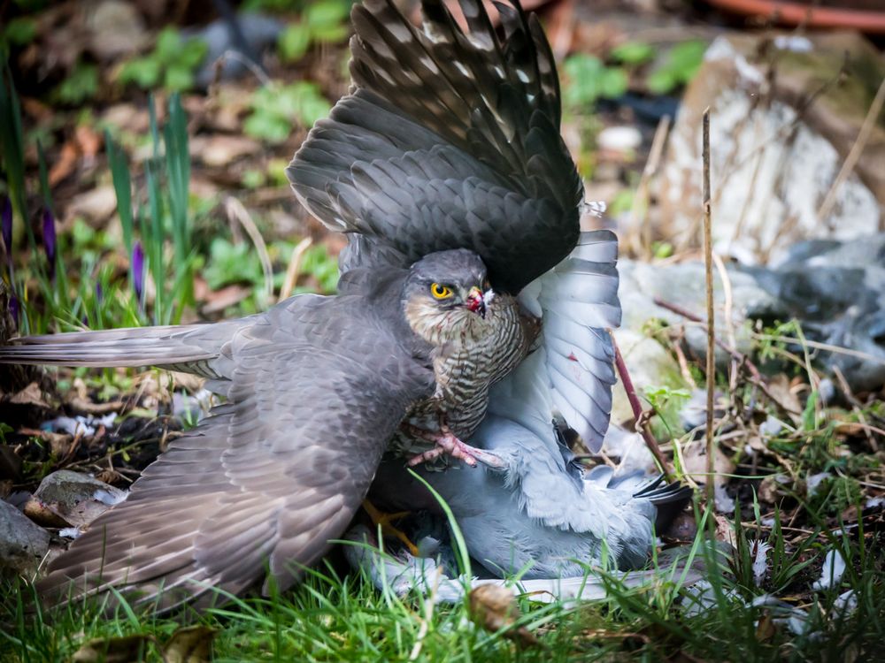 Sperber #6382 im eigenen Garten erlebt