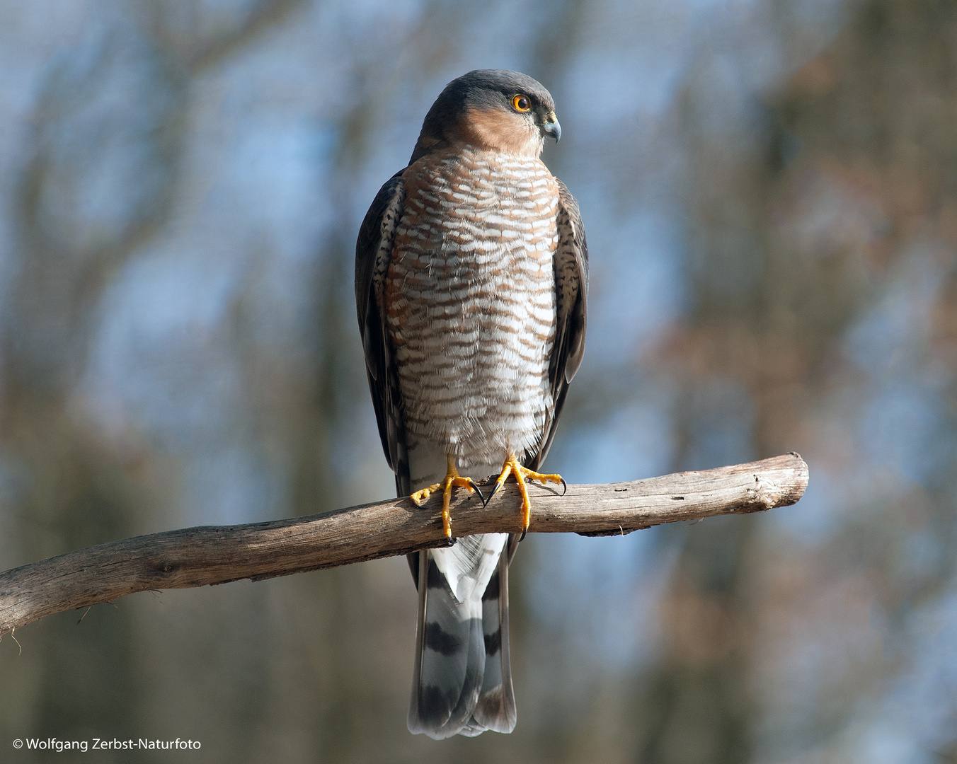 --- Sperber ---    ( Accipiter brevipers )