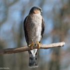 --- Sperber ---    ( Accipiter brevipers )