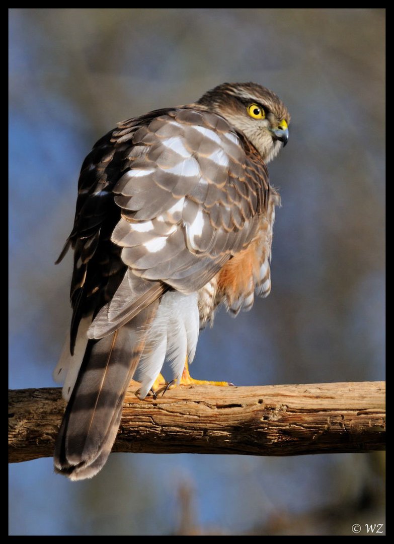 -Sperber- ( Accipiter gentilis )