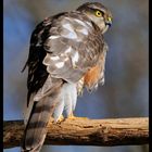 -Sperber- ( Accipiter gentilis )