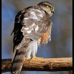 -Sperber- ( Accipiter gentilis )