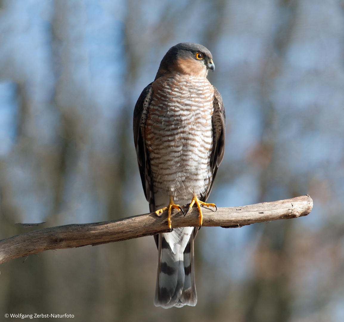 --- Sperber ---   ( Accipiter nidus )