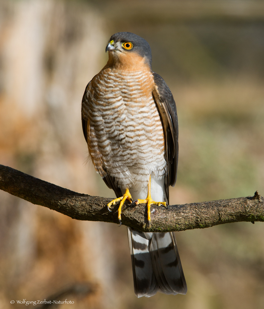   - SPERBER -  ( Accipiter ninus ) männl.