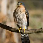   - SPERBER -  ( Accipiter ninus ) männl.